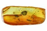 Fossil Fly (Diptera) In Baltic Amber #145495-1